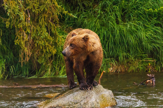 Katmai National Park