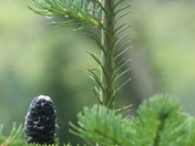 Glacier National Park