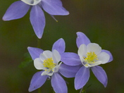 White River National Forest 