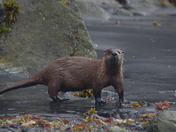Chugach Natonal Forest 