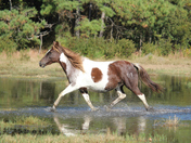 Assateague Island National Seashore