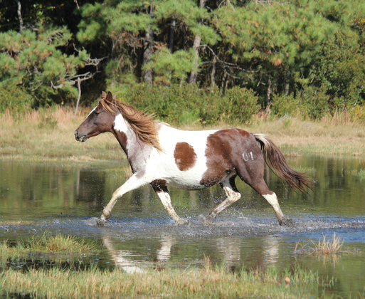 Assateague Island National Seashore