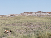 Petrified Forest National Park