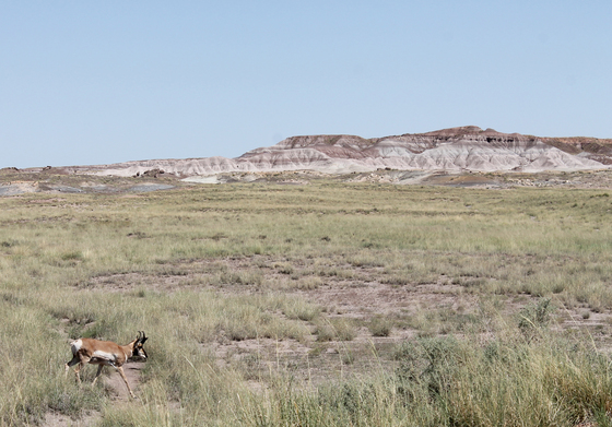 Petrified Forest National Park