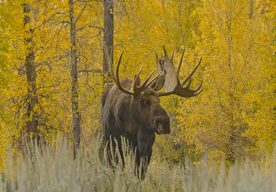 Grand Teton National Park
