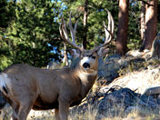 Rocky Mountain National Park