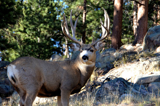Rocky Mountain National Park