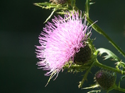 Shark Valley Everglades National Park