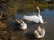 Swan Family-02