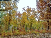 Kings Mountain National Military Park