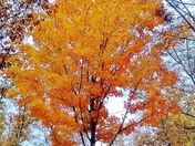 Kings Mountain National Military Park