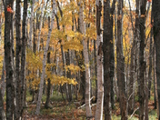 Acadia National Forest, ME
