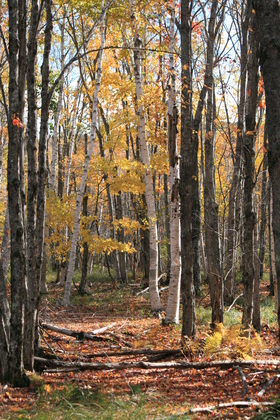 Acadia National Forest, ME