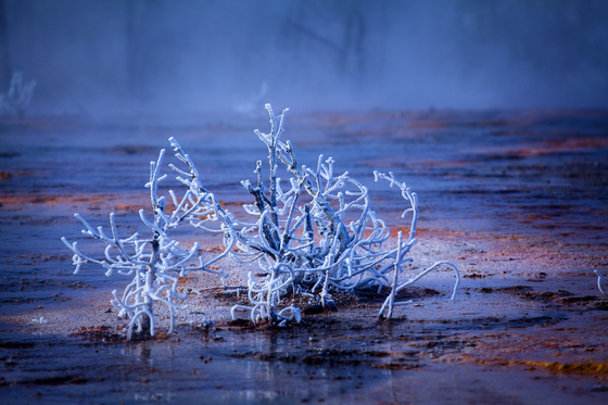 Yellowstone National Park