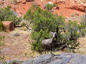 Colorado National Monument
