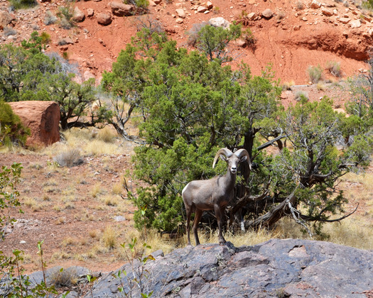 Colorado National Monument