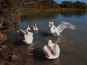 Swan Family-02
