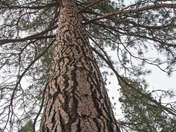 Yosemite National Park