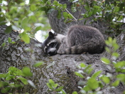 Los Padres National Forest