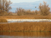 Sacramento National Wildlife Refuge