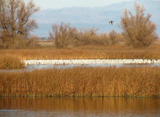 Sacramento National Wildlife Refuge