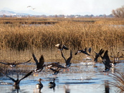 Sacramento National Wildlife Refuge