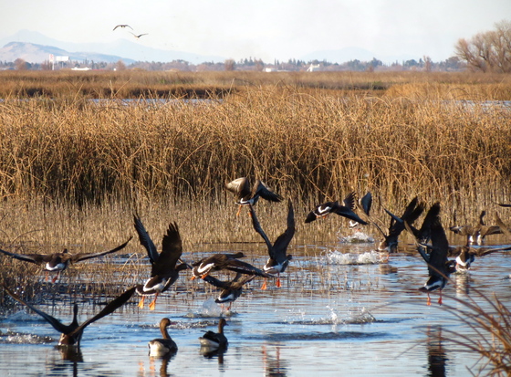 Sacramento National Wildlife Refuge