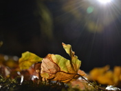 Yosemite National Park