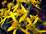 Jefferson National Forest / Mt. Rogers NRA