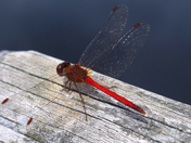 Jefferson National Forest / Mt. Rogers NRA