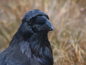 Olympic National Park