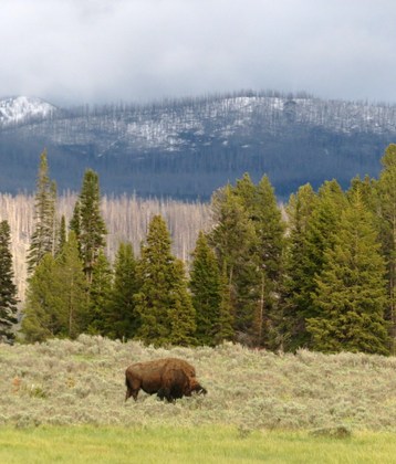 Yellowstone National Park
