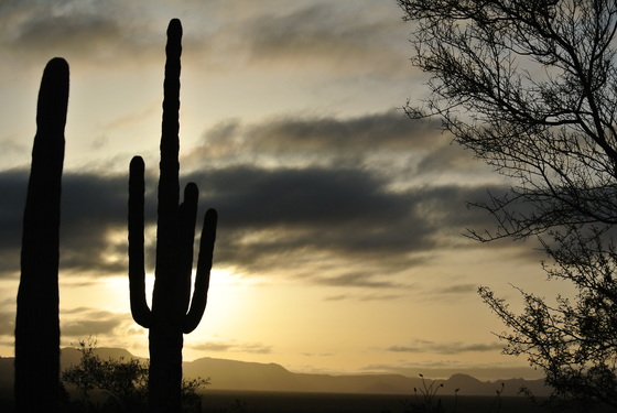 Organ Pipe cactus National Monument