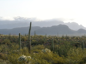 Organ Pipe Cactus National Monument