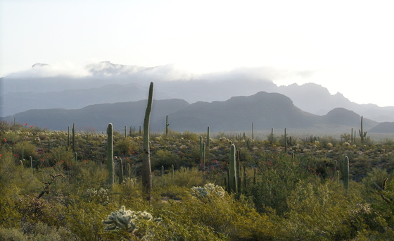 Organ Pipe Cactus National Monument