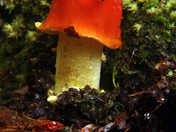 Great Smoky Mountains National Park