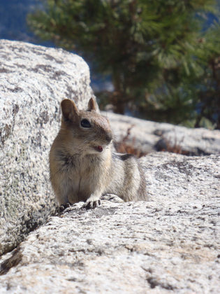 Yosemite National Park