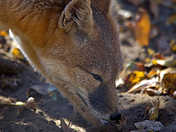 Swift fox