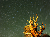 Inyo National Forest.