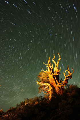 Inyo National Forest.