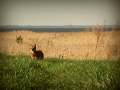 Mattamuskeet National Wildlife Refuge