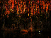 Mattamuskeet National Wildlife Refuge