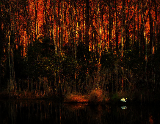 Mattamuskeet National Wildlife Refuge