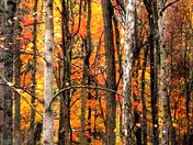 New River Gorge National River