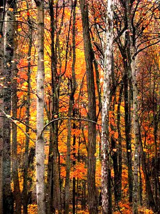 New River Gorge National River