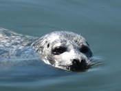 Redwood national park