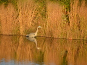 Blackwater National Wildlife 