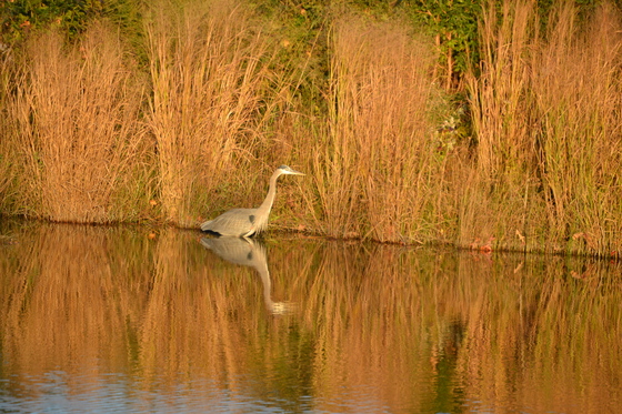 Blackwater National Wildlife 