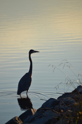 Blackwater National Wildlife Refuge