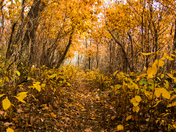Appalachian Trail in Shenandoah National Park